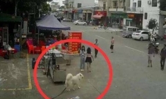 Cụ bà qua đời thương tâm chỉ vì bất ngờ vướng vào dây xích chó