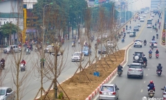 Kỳ vọng cây phong lá đỏ đem lại diện mạo mới cho Thủ đô