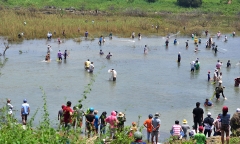 Hàng trăm người dân bắt cá 