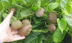 Cận cảnh cây đa khổng lồ nhất thế giới: Tán cây bao phủ hơn 14 nghìn mét vuông