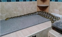 Kinh hoàng trăn hoang bò vào phòng, con gái chủ nhà suy sụp khi thấy bụng trăn phình to và câu chuyện thương tâm phía sau