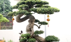 Cận cảnh những chậu cây triệu đô của đại gia Phú Thọ
