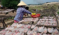 Phát hiện hàng loạt cơ sở chế biến cá khô sử dụng chất cấm độc hại