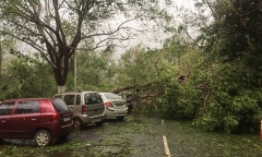 Bão Vardah tấn công miền Nam Ấn Độ, 10 người thiệt mạng