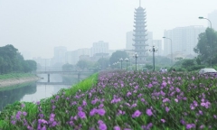 Con đường ven sông Tô Lịch được phủ hoa tím lãng mạn