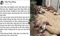 Xử phạt người phụ nữ tung tin gian thương đào 800 con heo dịch bệnh lên để bán