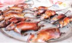 Người Canh Nậu rong ruổi khắp cánh đồng săn chuột