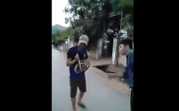 Clip: Tay không bắt rắn hổ mang chúa dài gần 2 mét ở Nghệ An