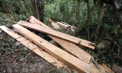 Quảng Bình: Phát hiện gỗ lậu được giấu trong phòng làm việc tại UBND xã