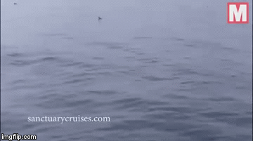 Video: Thót tim cá voi khổng lồ nặng 30 tấn nhảy lên, lao thẳng xuống thuyền du khách