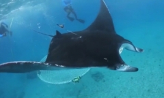 Video: Cận cảnh cá đuối 