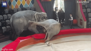 Video: Voi nổi điên húc 