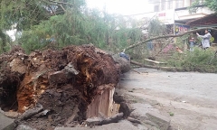 Cây thông khô 40cm gãy đổ, đè chết 2 mẹ con