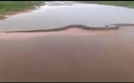 Video: Rùng mình cảnh trăn Nam Mỹ lớn chưa từng có bơi trên sông