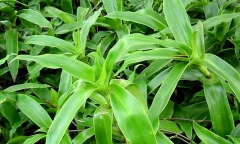 Bài thuốc chữa dạ dày từ nghệ và dừa chỉ ít ngày là khỏi bệnh