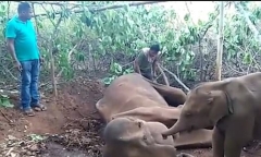 Video: Xúc động cảnh voi con tuyệt vọng quanh quẩn bên xác mẹ 