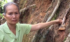 Tin tức pháp luật mới nhât hôm nay 30/5/2019: Bắt quả tang người “đầu độc” thông 3 lá 