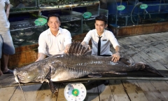 Cận cảnh cá lăng 