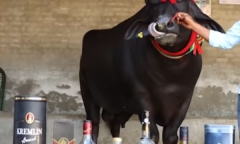 Con bò thích uống rượu whisky có giá bán gần trăm tỷ