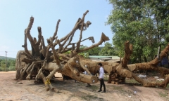 Vụ cây 
