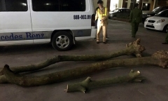Trên đường vận chuyển gỗ sưa vừa trộm được thì bị bắt