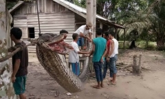 Video: Những vụ trăn khổng lồ