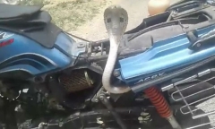 Video: Kinh hãi hổ mang chúa kịch độc chui vào xe máy