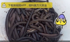 Dân Trung Quốc đổ xô đi đào giun đất về vừa bán, vừa ăn