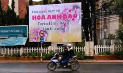 Đà Lạt bất ngờ hủy lễ hội hoa anh đào vì hoa chưa nở