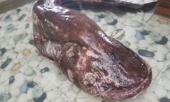 Ngư dân câu được cá leo 