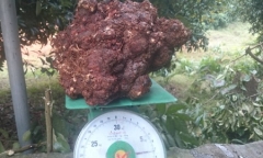 Nghệ An: Phát hiện nấm ngọc cẩu nặng hơn 7kg
