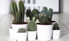 4 vị trí tuyệt đối đừng đặt cây xương rồng nếu không muốn vận xui kéo nhau đến