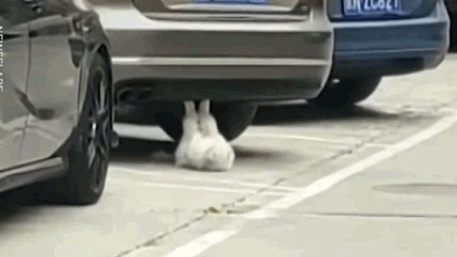 Video: Mèo