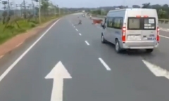 Video: Thót tim cảnh nam thanh niên tạt đầu ô tô, đuổi theo bò trên cao tốc