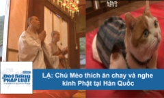Video chú mèo 