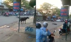 Clip trâu 