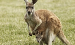 Australia khuyến khích người dân ăn thịt kangaroo