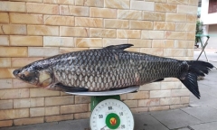 Cần thủ bắt được cá trắm đen nặng 41 kg trên sông Đà