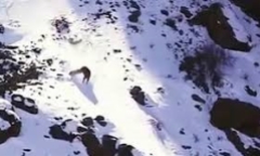 Video: Báo săn đuổi cừu non quyết liệt và cái kết đầy bất ngờ