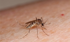 Video: Hà Nội xuất hiện chủng virus gây bệnh sốt xuất huyết hiếm gặp
