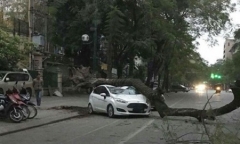 Hà Nội: Cây đổ đè bẹp ô tô đỗ bên đường