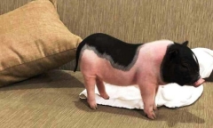 Phong trào nuôi heo cảnh mini của giới trẻ và nguy cơ lây lan dịch tả lợn châu Phi