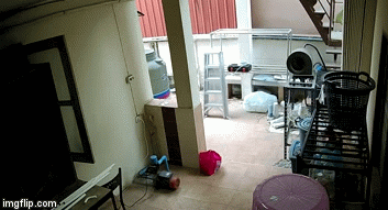 Video: Rắn độc bất ngờ rơi từ trần nhà xuống, suýt trúng chủ nhà