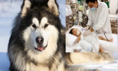 Tin tức đời sống mới nhất ngày 22/10/2020: Bé trai 2 tuổi bị chó Alaska cắn rách khí quản