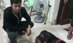 Khởi tố vụ bắt, xẻ thịt sơn dương ở Vườn Quốc gia Phong Nha-Kẻ Bàng