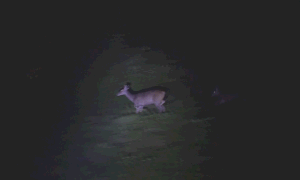Người dân hiếu kỳ dịch vụ xem thú đêm ở vườn quốc gia Nam Cát Tiên