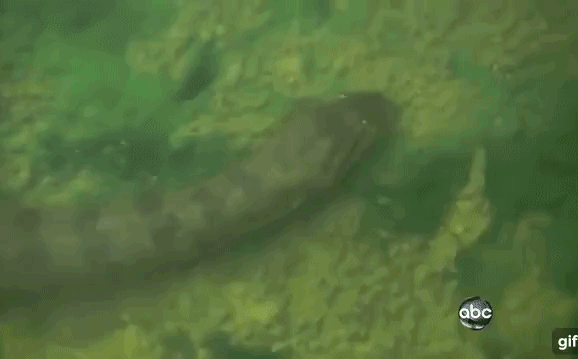 Video: Cận cảnh trăn Anaconda - 