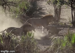 Video: 2 bầy sư tử hỗn chiến ác liệt giành xác hà mã