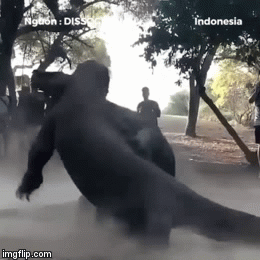 Video: Máu nóng dâng cao, 2 con rồng Komodo khổng lồ ác đấu quyết liệt