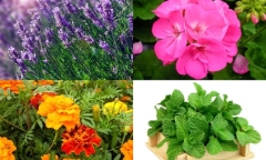 Những cây trồng trong nhà có tác dụng đuổi muỗi tránh dịch bệnh